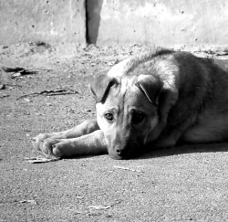 О правилах поведения при встрече с бездомными животными